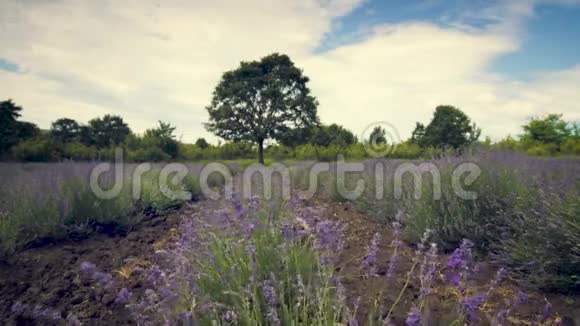 法国普罗旺斯一片田野上盛开的薰衣草花丛快关门视频视频的预览图
