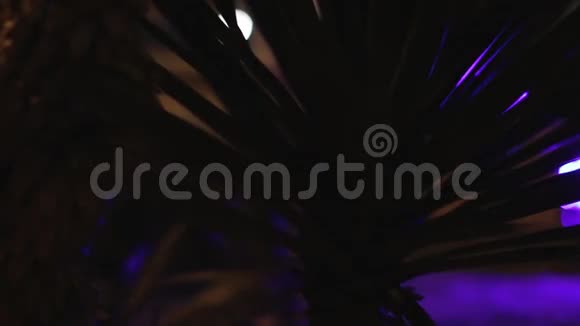 夜间彩灯前尤卡植物的慢全景视频的预览图