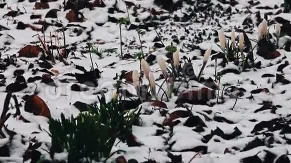 雪中的鳄鱼花视频的预览图