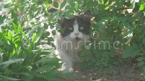 黑白绒毛猫正坐在绿草中家猫坐在花园里家猫躲在视频的预览图