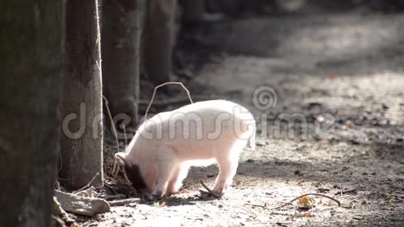 小猪在森林的树下挖地视频的预览图