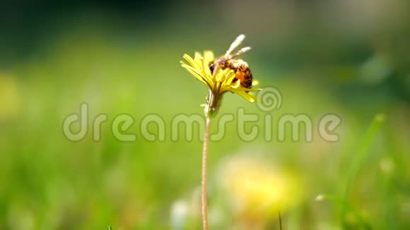蜜蜂采花蒲团采花视频的预览图