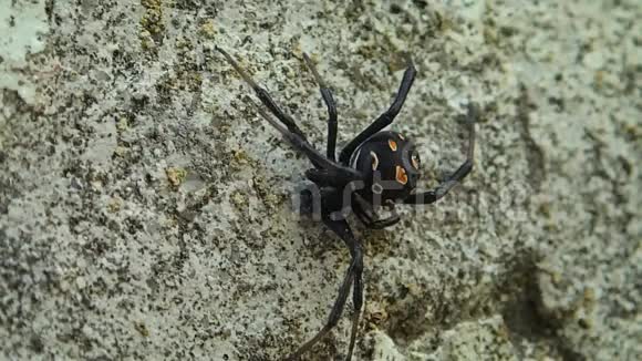年轻的黑寡妇蜘蛛视频的预览图