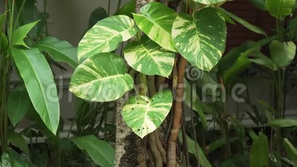 热带藤蔓植物大叶缠绕树干有录像录像视频的预览图