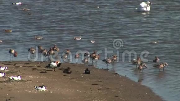 涉水的鸟在泥上游荡觅食视频的预览图