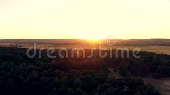 日落时松林的空中摄影飞越针叶林中的树木向太阳飞去视频的预览图
