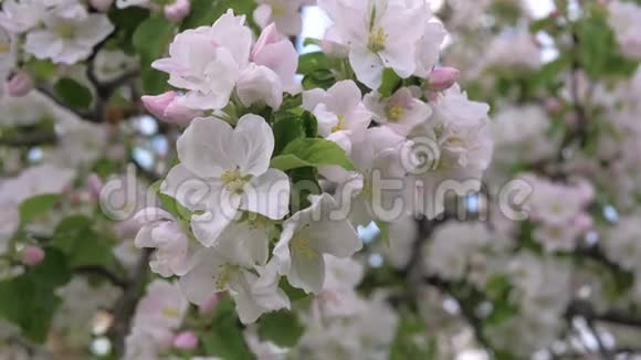 苹果树上盛开着白色和粉红色的花朵视频的预览图