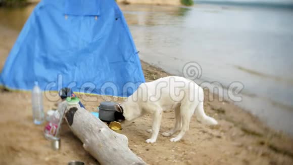 狗正在营地里吃罐装食品背景是一个帐篷视频的预览图