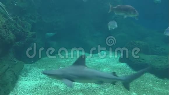 鲨鱼和其他鱼视频的预览图