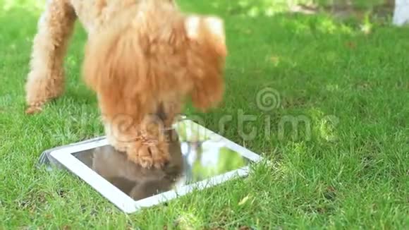 小狗在院子里用数字平板电脑视频的预览图