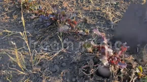 农夫挖甜菜在他的田地上收割好的蔬菜作物视频的预览图