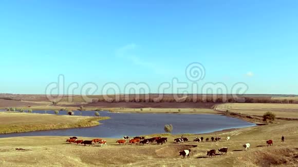 在阳光明媚的日子里牛群穿过田野视频的预览图
