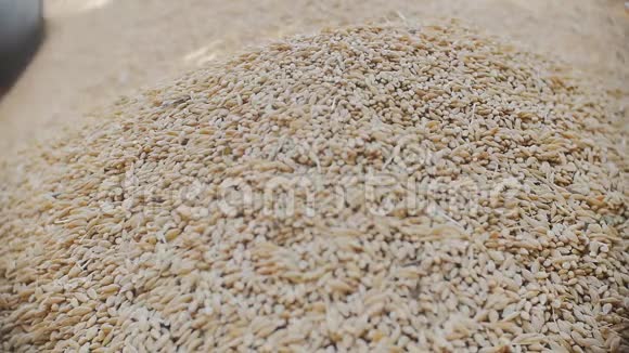 大麦粒堆积在一堆慢镜头拍摄中视频的预览图