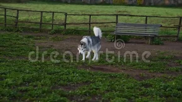 阿拉斯加的马拉穆特狗在公园里快乐地奔跑视频的预览图