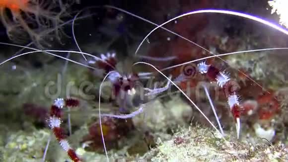 在珊瑚印度洋的夜晚一对束带拳击虾天爪正在捕捉和吃浮游生物视频的预览图