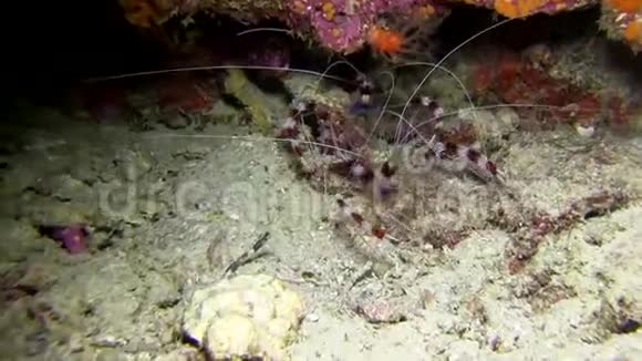 在珊瑚印度洋的夜晚一对束带拳击虾天爪正在捕捉和吃浮游生物视频的预览图