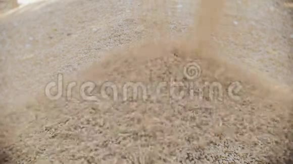 大麦粒堆积在一堆慢镜头拍摄中视频的预览图