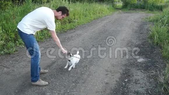 小狗杰克罗素猎犬玩棍子视频的预览图