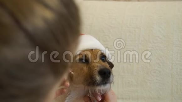 一个女孩戴上狗帽过圣诞节2018狗年视频的预览图