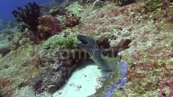 在珊瑚印度洋中移动的蜂窝状金胸视频的预览图