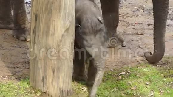 小象宝宝绕着树转视频的预览图