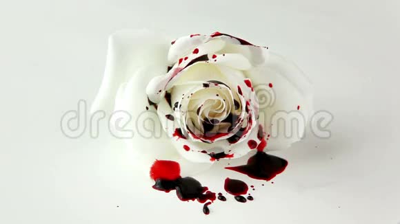 孤立的滴血在白玫瑰上视频的预览图
