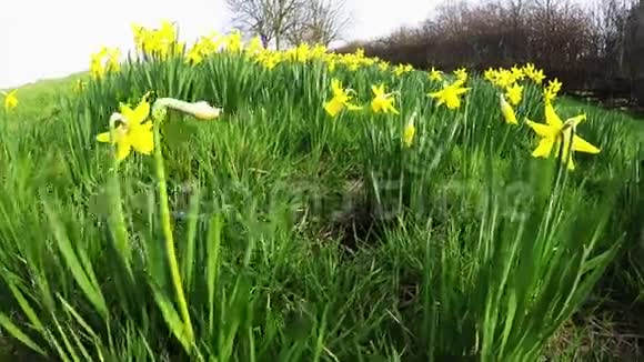 公园里开着黄色的春花是春天的象征视频的预览图