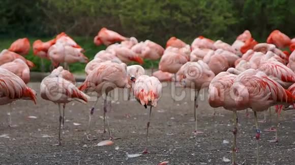 一群粉红色的火烈鸟站起来睡觉视频的预览图