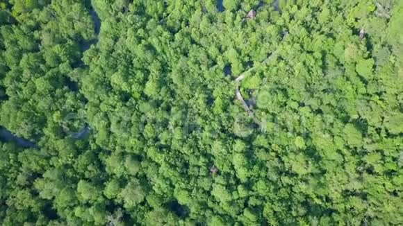 红树林鸟瞰图泰国克拉比的帕普鲁塔庞克龙宋南公园视频的预览图
