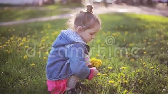 可爱的漂亮女孩在阳光明媚的日子里做一束蒲公英美丽的小女士选择最好的花视频的预览图
