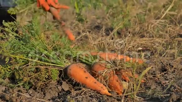 农夫收集胡萝卜蔬菜女人在田里收集胡萝卜视频的预览图