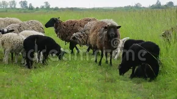 羊在田野里放牧视频的预览图
