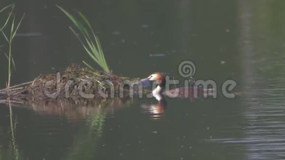 野鸭在湖中游用大自然的树枝筑巢视频的预览图