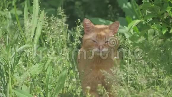 红色毛茸茸的老病人猫正坐在绿草中家猫坐在花园里家猫躲在视频的预览图