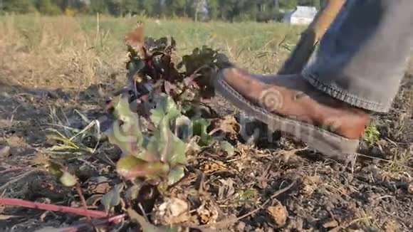 农夫挖甜菜在他的田地上收割好的蔬菜作物视频的预览图
