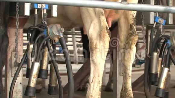 奶牛挤奶装置新西兰南岛视频的预览图