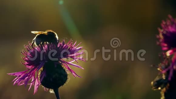大黄蜂在日落时分从最后一次秋花中采蜜夕阳照得很美视频的预览图