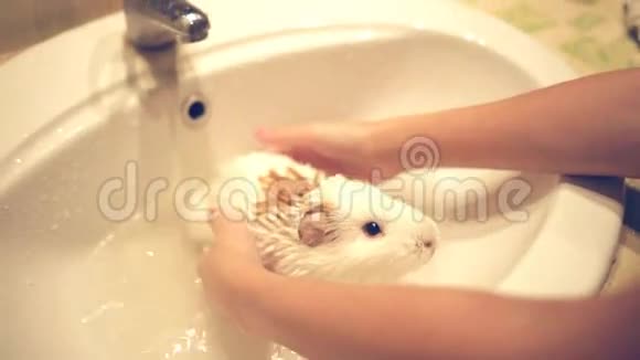 孩子们在浴室里洗豚鼠很开心视频的预览图