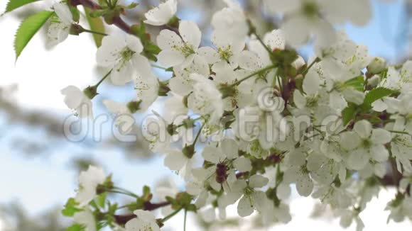 蜜蜂飞行的特写镜头收集樱桃树的花粉视频的预览图