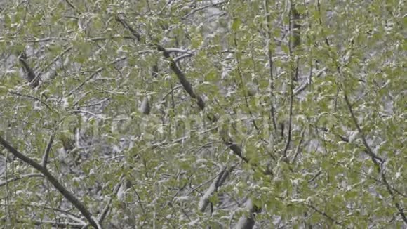 雪落在树的绿色树枝上视频的预览图