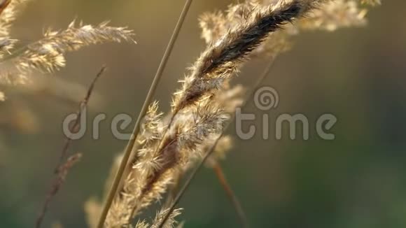 干燥的秋草在风中摇曳小草被夕阳的光芒照得很美阳光明媚视频的预览图