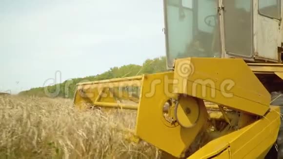 组合在黄麦地收割庄稼麦穗上的团块落在组合轮上在视频的预览图