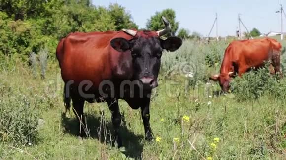 美丽的奶牛有一个不寻常的渐变着色正在看相机头黑的母牛和棕色的树干视频的预览图