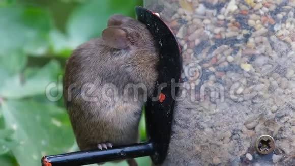 老鼠在城市花园里吃烤饼视频的预览图