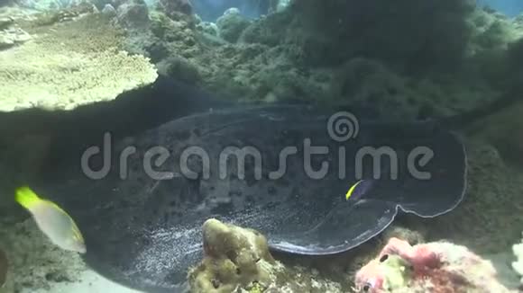 在印度洋的白天大理石雕饰的扇尾雷在珊瑚下面隐藏视频的预览图