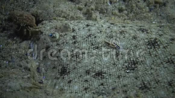 爬着寄居蟹的沙底视频的预览图