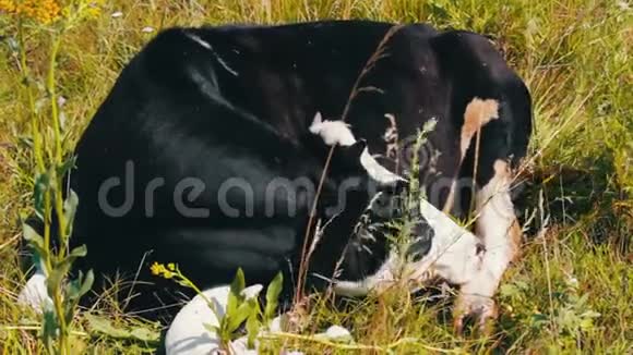 农场动物农业工业牛在田里睡觉奶牛在草地上睡觉视频的预览图