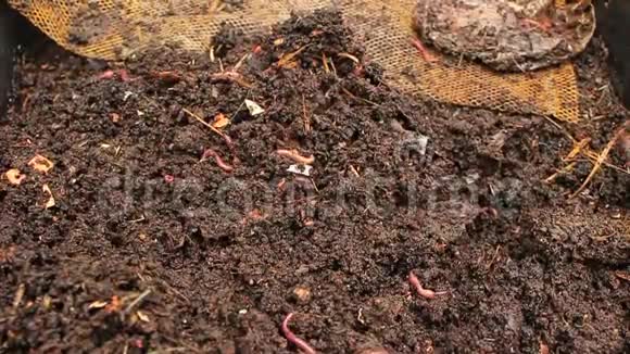 大规模的蠕虫和幼虫在肥沃的土壤中移动被用来使土壤肥沃使其有利于作物视频的预览图