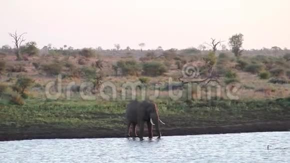 非洲大草原上的一个水洞让大象耳目一新视频的预览图