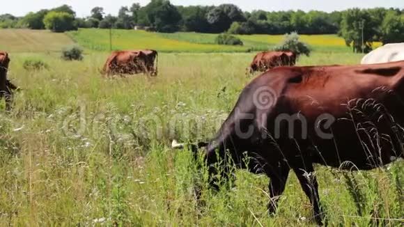 一头长着不寻常渐变颜色的美丽母牛正在吃草一头黑黑的牛一只棕色的树干在吃草视频的预览图